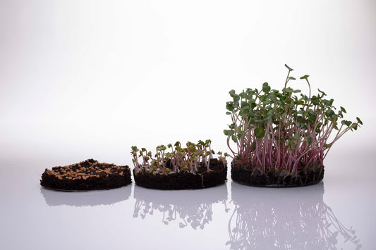 Microgreens Kit Refill (3x Crops)